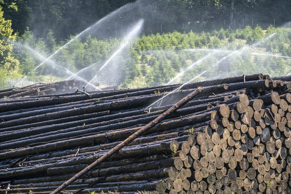 Wet wood storage of a sawmill, timber that is stored longer is sprinkled with water so that the