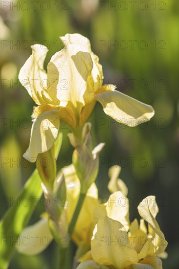 Colorful yellow and white irises in a botanical garden