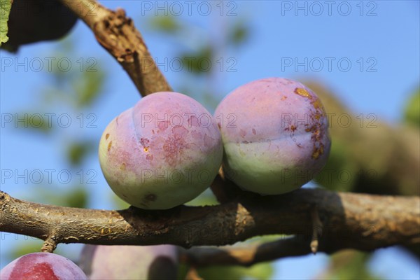 Ripe plums on the tree