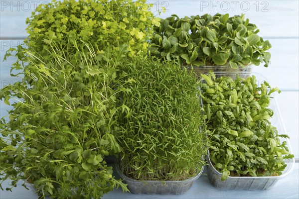 Set of boxes with microgreen sprouts of spinach, carrot, chrysanthemum, borage, mizuna cabbage on