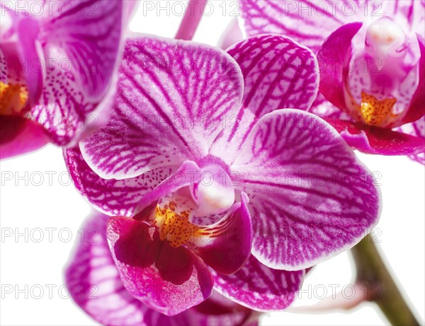 Beautiful orchids of different colors on white and grey background. Phalaenopsis hybrids. Close up