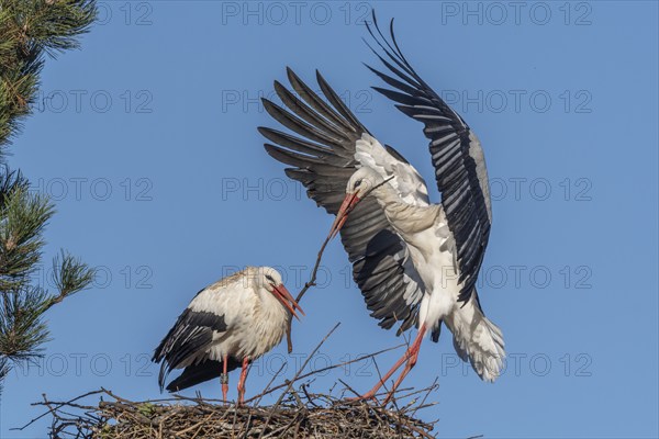 Pair of white stork (ciconia ciconia) building their nest in spring. Bas Rhin, Alsace, France,