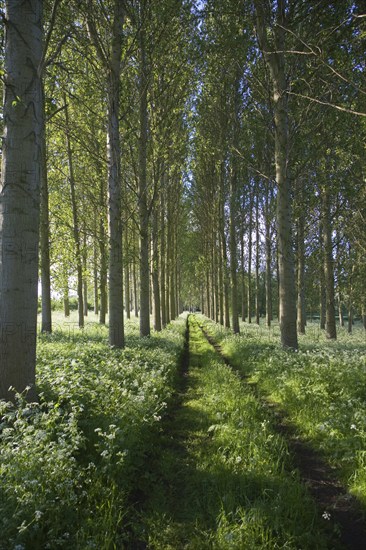 Common or Quaking Aspen trees (Populus) tremula, in a small plantation near Bures, Suffolk,