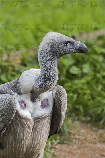 African white-backed vulture (Gyps africanus) close up portrait