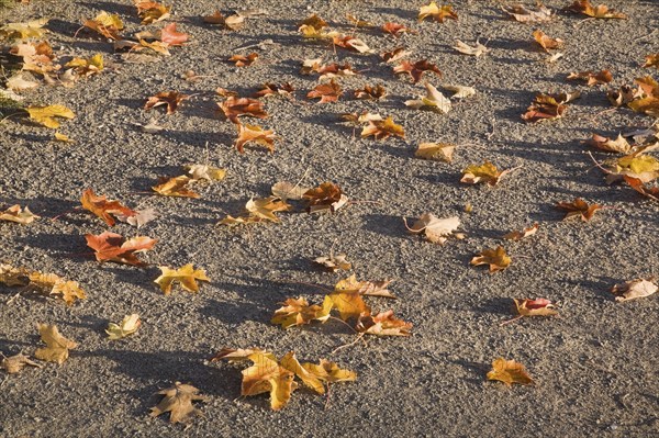 Close-up of fallen yellow and brown Acer, Maple tree leaves on light brown colored ground in early