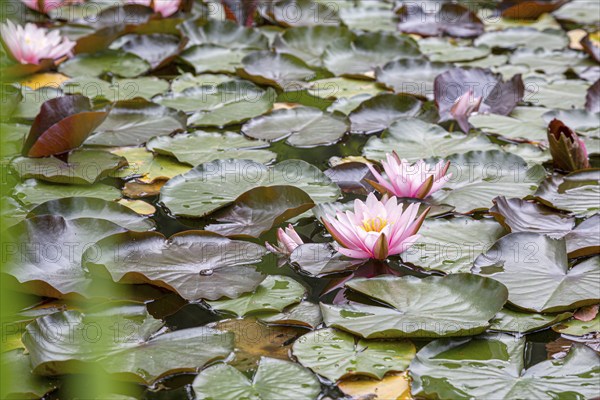 Water lilies (Nymphaeaceae) with pink flowers on a pond underlined by green leaves