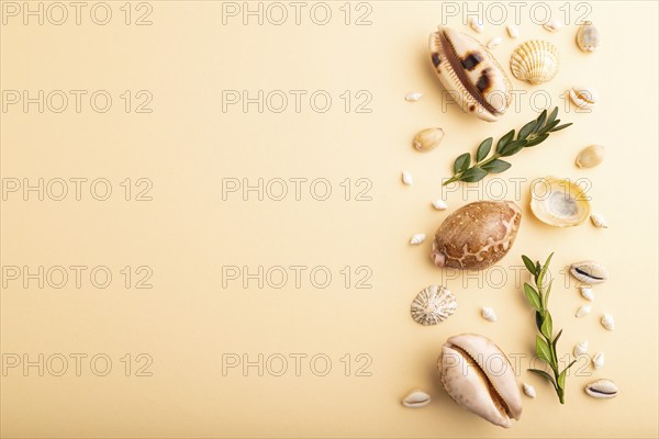 Composition of seashells, green boxwood branch. mockup on orange background. Blank, top view, still