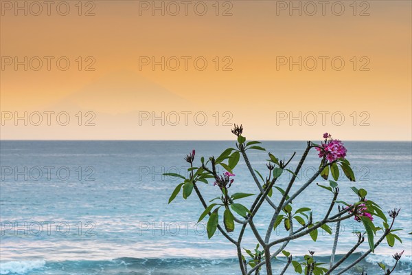 Frangipani (Plumeria) with view from Lombok to Bali, plant, shrub, flora, garden, botany,