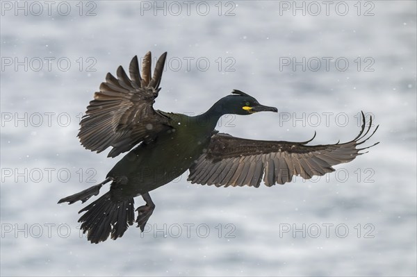 Common shag (Phalacrocorax aristotelis), flying in the snow, Hornoya Island, Hornøya, Vardø,