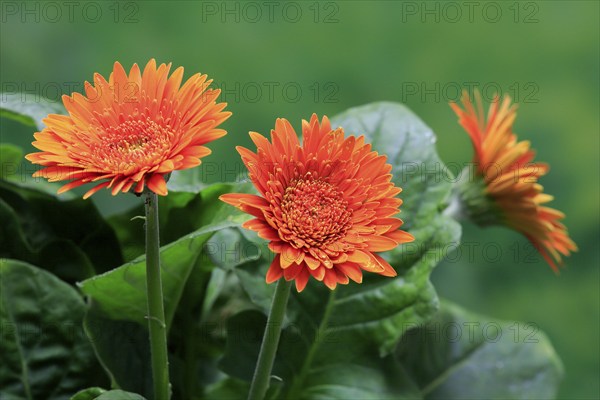 Gerbera (Gerbera), blooming, flowers, orange, Ellerstadt, Germany, Europe