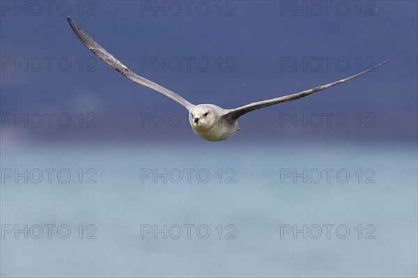 Northern fulmar (Fulmarus glacialis), Spitsbergen, Longyearbyen, Svalbard / Spitsbergen, Norway,