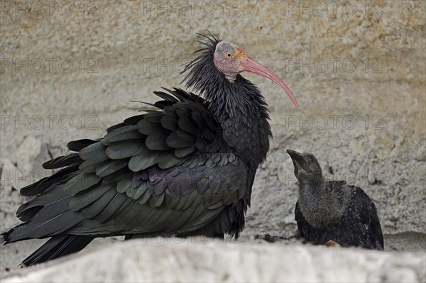 Northern Bald Ibis (Geronticus eremita) with chicks in the nest, Austria, Europe