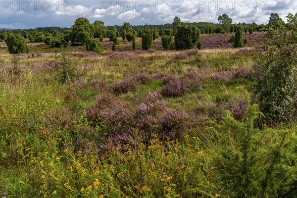 Flowering heath, heather and juniper bushes, near Wilseder Berg, in the Lüneburg Heath nature