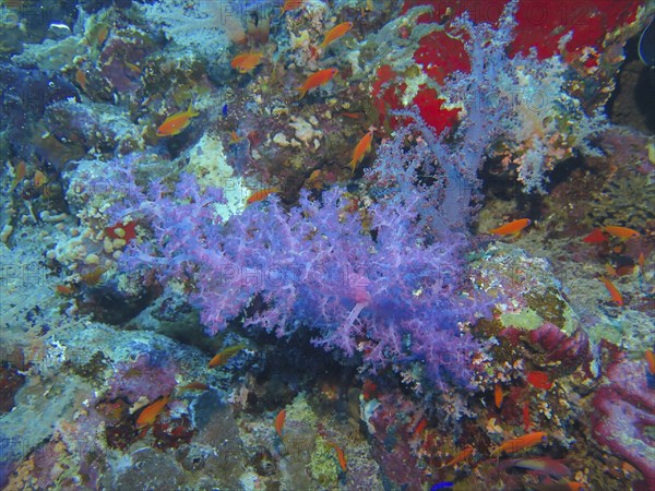 Soft corals on reef, dive site Ras Mohammed Shark and Jolanda Reef, Red Sea, Egypt, Africa
