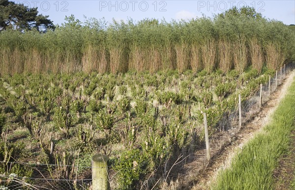 Set bed of cricket bat willow, Salix Alba Caerulea, which produces cuttings for new trees, near