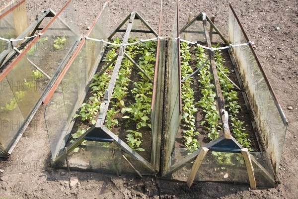 Plants being grown in glass cold frame