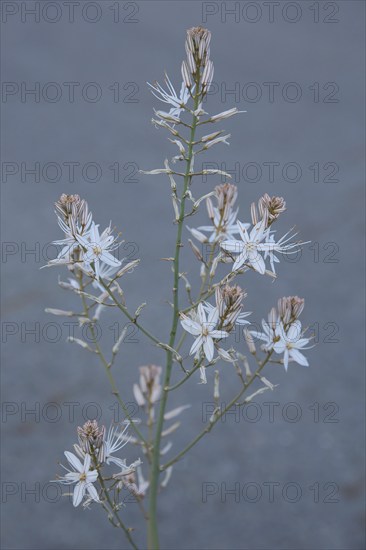 Small-fruited Affodil (Asphodelus aestivus), Affodill, Asphodelaceae, Asparagales, nature