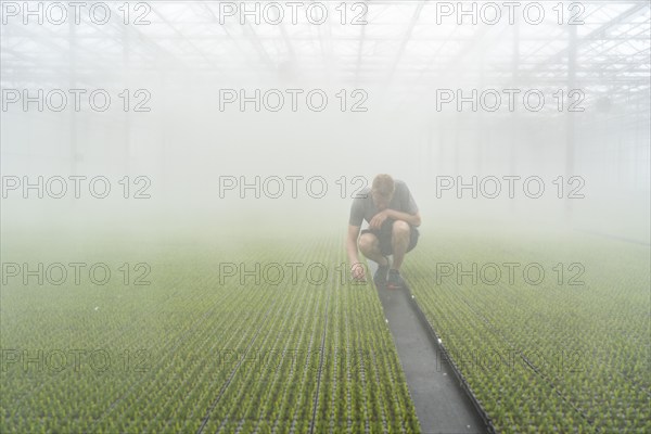 Garden nursery, cuttings, heather, broom heather plants, Calluna vulgaris, in the propagation