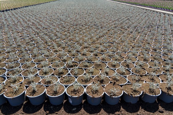 Horticultural business, greenhouse and open-air, various types of potted plants are grown here to