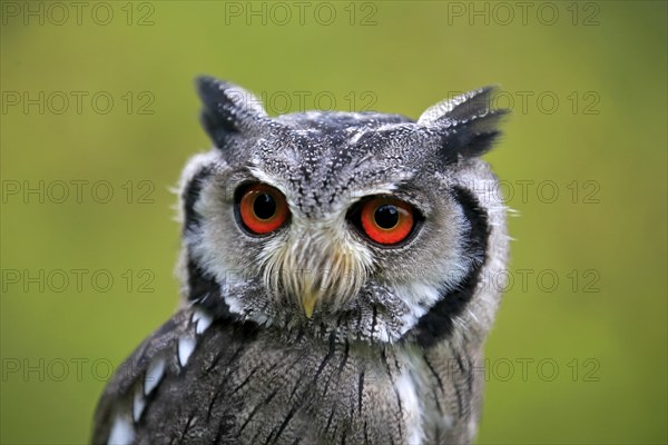 Southern tufted owl (Ptilopsis granti), adult portrait