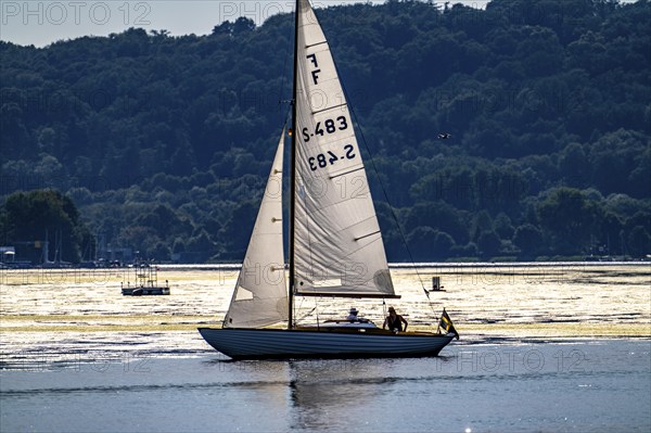 Green carpet of plants on Lake Baldeney in Essen, proliferating aquatic plant Elodea, waterweed, an