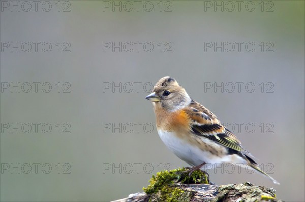 Mountain Finch, Frigilla montifrigilla, songbird, perch, lateral, Bavaria, Bavaria, Federal