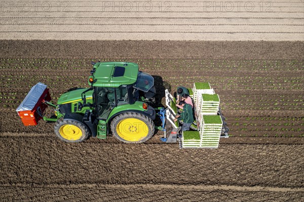 Agriculture, herb gardening, parsley is planted in rows in a field with a planting machine