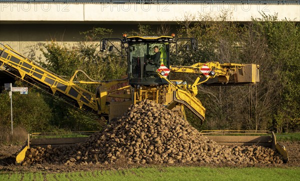 Sugar beet harvest, loading the harvested beet onto a lorry with a self-propelled cleaning loader
