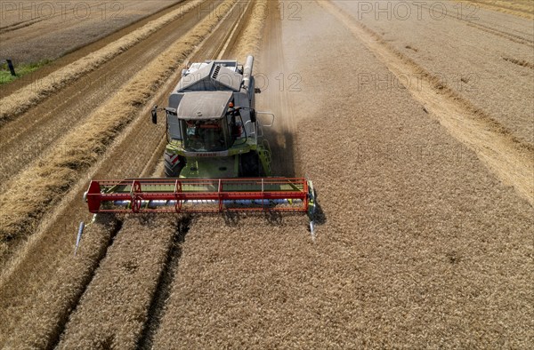 Agriculture, grain harvest, wheat, combine harvester harvesting in a wheat field, near