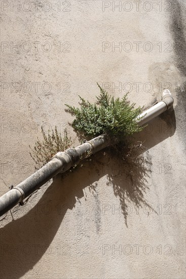 A plant growing on a house wall directly next to a downpipe, Aix-en-Provence, Provence-Alpes-Côte