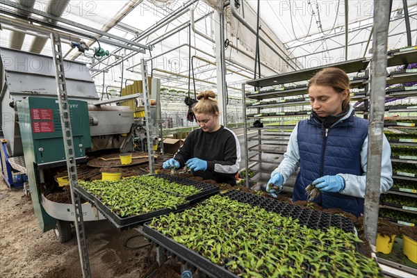 Horticultural business, greenhouse, young plants are potted, the potting soil is filled into the