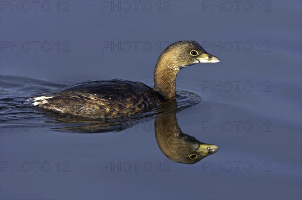 Grebe, family of grebes, (Podilymbus podiceps), swimming, waters, J. N. Ding Darling National