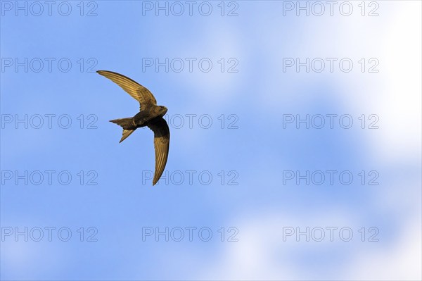 Common swift (Apus apus), family of swallows, Mannheim, Baden-Württemberg, Federal Republic of