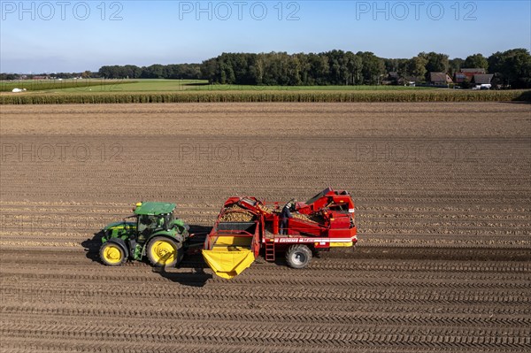 Potato harvesting, so-called split harvesting method, first the tubers are taken out of the ground