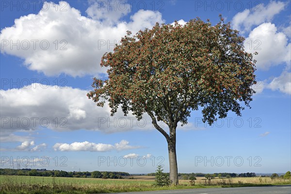 Deciduous tree, rowan (Sorbus aria) with fruit, solitary tree, blue cloudy sky, North