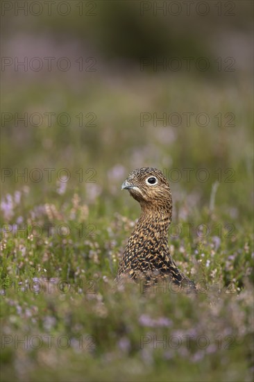 Red grouse (Lagopus lagopus scotica) adult female bird amongst flowering heather on a moorland in