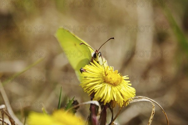 Lemon butterfly on coltsfoot, March, Germany, Europe