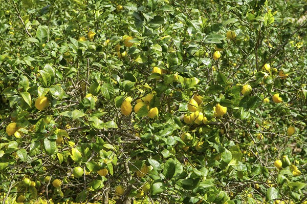 Cedrat lemon, lemon tree with ripe lemons (Citrus medica)