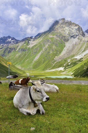 Ruminating cows at the Rifflsee in Pitztal, Tyrol, Austria, Europe