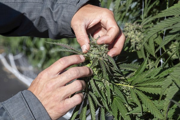 Paw Paw, Michigan, Grasshopper Farms, a large outdoor cannabis grower in west Michigan