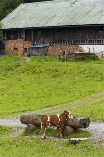 Cow at a drinking trough in front of a farm, animal, hoofed animal, animal husbandry, free-range,