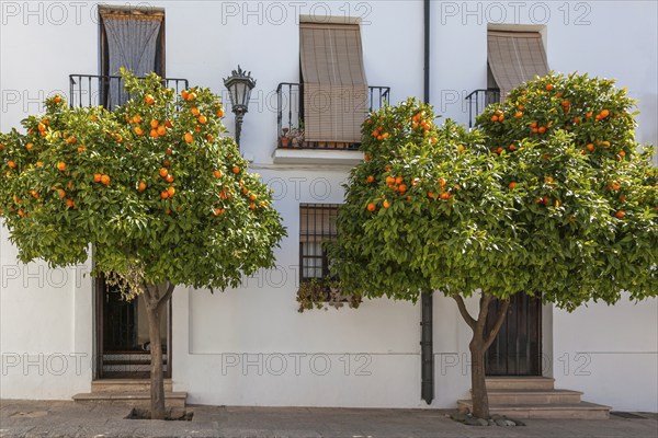 Two bitter orange trees stand in front of a white building with balcony windows and wooden