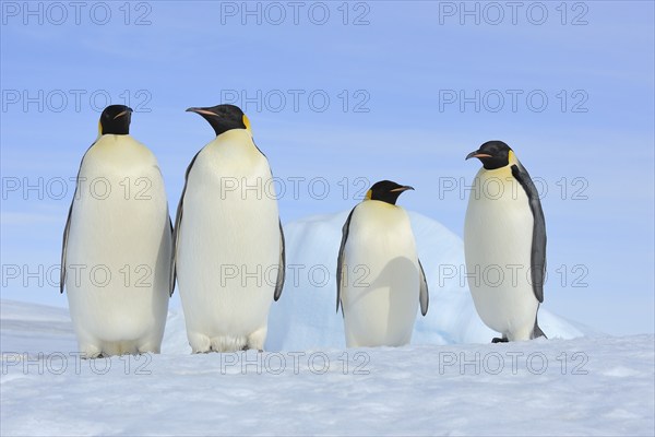 Emperor penguins (Aptenodytes forsteri), Group of Adult, Snow Hill Island, Antartic Peninsula,