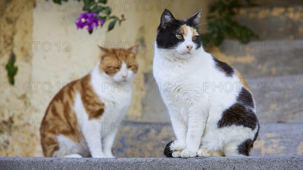 Two cats, one black and white, one orange and white, sitting on stone steps and looking in
