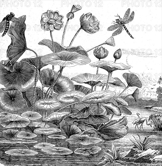 Indian Lotus, Nelumbo nucifera, on a pond, Illustration from 1872, Historical, digital reproduction