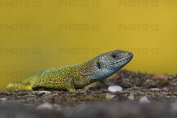 A green lizard on a floor with moss and small stones against a yellow background