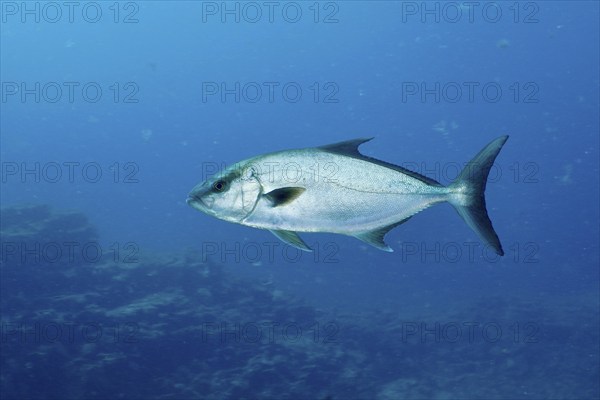 Single eye-stripe amberjack (Seriola rivoliana), mackerel, swimming over the reef under water. Dive