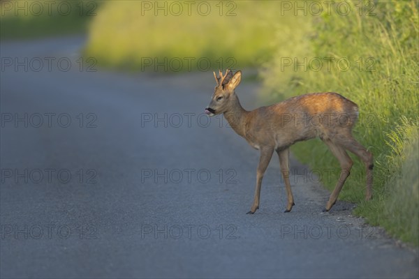 Roe deer (Capreolus capreolus) adult male buck animal preparing to walk across a country road,