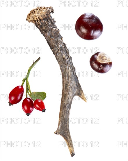 Horns of a deer, rose hip, chestnut, tree, cut-out, Vechta, Lower Saxony, Germany, Europe