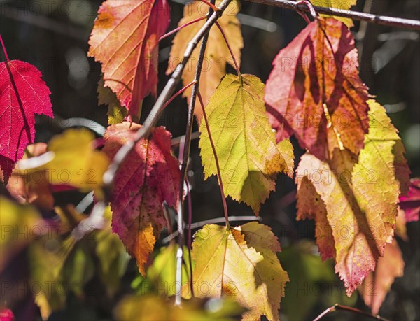 Yellow-purple autumn leaves in the park
